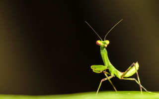 Green insect leaf black background - on free wallpaper