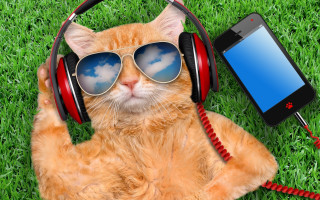 Cat headphones sunglasses laying grass - ultra realistic digital art free wallpaper