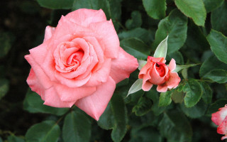 Pink rose garden digital watercolor - a garden area free wallpaper