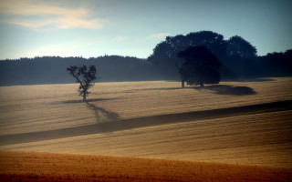 Field trees hill blue sky - landscape free wallpaper