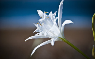 White flower blue sky yellow 2 - adobe lightroom free wallpaper