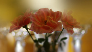 Vase flowers shallowbokeh blurry background - flower free wallpaper