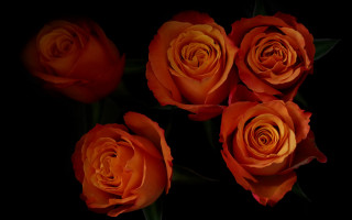 Orange roses black background art - top of a table next free wallpaper