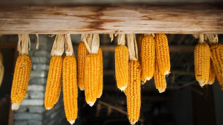 Corn hanging wooden beam brick - fine texture free wallpaper