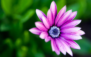 Purple flower blue center green 4 - a blue center free wallpaper