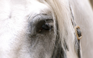 Horse eye white mane black - a black nose free wallpaper