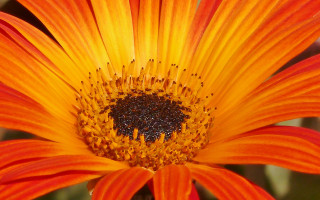 Bright orange flower macro photography - a black center free wallpaper