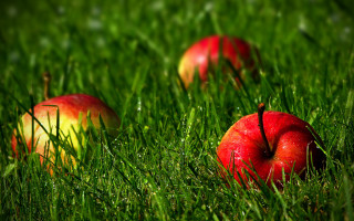 Three apples grass autumn nature - the grass together free wallpaper