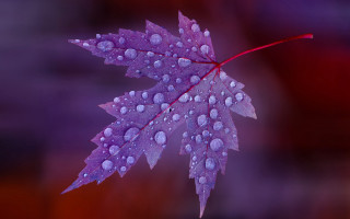 Purple leaf water droplets red - this image free wallpaper for desktop
