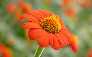 Bright orange flower yellow center 2 - green stem and leaves free wallpaper