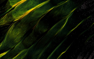 Plant water droplets abstract aurora - a yellow stripe free wallpaper