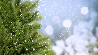 Pine snow falling forest moonlight - a pine tree free wallpaper
