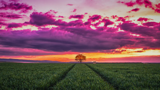 Sunset field tree clouds purple - free sky wallpaper
