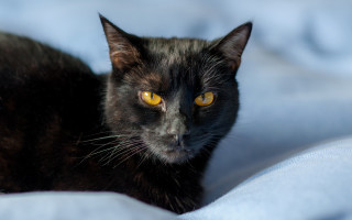 Black cat yellow eyes felix - a black cat free wallpaper