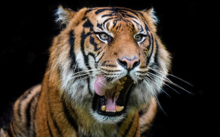 Tiger open mouth teeth wildlife - tooth free wallpaper