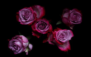 Pink roses black background bouquet - pink rose free wallpaper