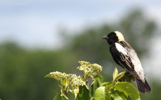 Bird branch leaves flowers puzzle - top of a tree branch free wallpaper