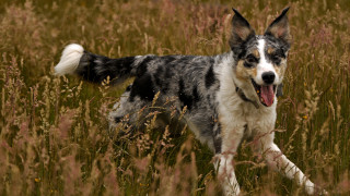 Dog running tallgrass openmouth nature - tall grass free wallpaper