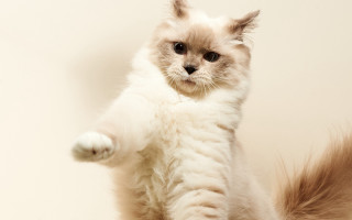 Cat standing posing serious animal - action pose free wallpaper