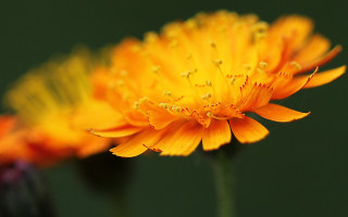 Yellow flower water droplets black 2 - a yellow flower free wallpaper