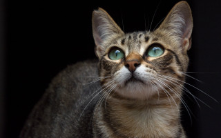 Cat green eyes black background - a black background behind free wallpaper