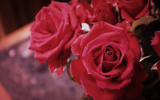 Red roses vase water droplets - the petal free wallpaper