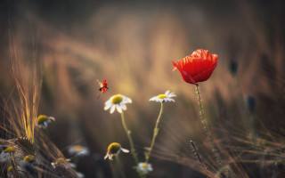 Red white flowers field grass - constantine andreou free wallpaper