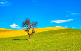 Lone tree green field blue 7 - a lone tree free wallpaper