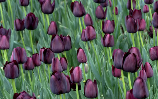 Purple tulips field single flower - green stem free wallpaper