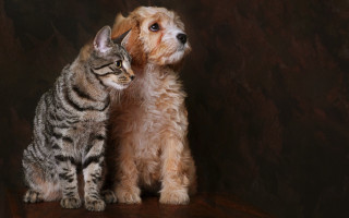 Cat dog serious art photography - a table together free wallpaper