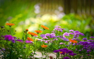 Purple orange flower garden forest - green grass and trees free wallpaper