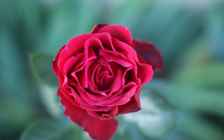 Red rose garden macro blurry - a garden free wallpaper