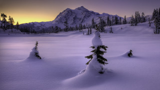 Snowy mountain pine tree pink - mountain free wallpaper