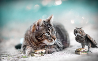 Cat bird statue snow stilllife - assemblage free wallpaper for desktop