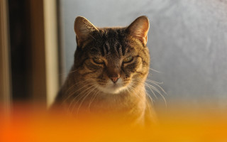 Cat tilted eyes angry focus - angry free wallpaper for desktop