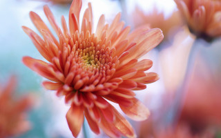 Flower closeup blurry background macro 11 - a blurry background of flowers free wallpaper