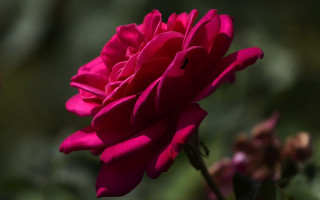 Pink flower green background blurry 10 - a pink flower free wallpaper for desktop