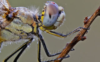 Fly twig water droplets macro - wing free wallpaper for desktop