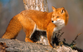 Red fox on branch in - a tree branch in the forest free wallpaper