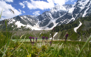 Mountain range purple flowers green - a green field below free wallpaper