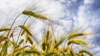 Wheat field sky clouds festival - heavy free wallpaper