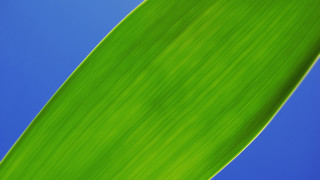 Green leaf blue sky minimalism - a plant free wallpaper