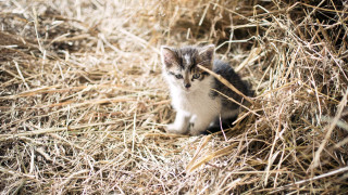 Kitten hay straw sad camera - a kitten free wallpaper