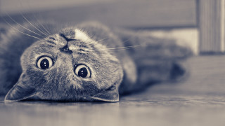 Cat surprised laying on floor - symmetrical eye free wallpaper