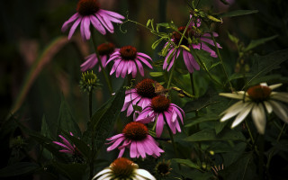 Purple flowers bee impressionist shallow - the flower free wallpaper