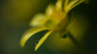 Flower bug macro blurry background - the flower free wallpaper