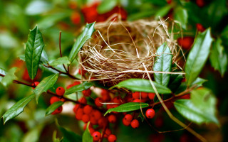 Bird nest red berries green - the branch of the tree free wallpaper