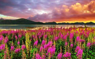 Flower field lake sunset mountains - a lake in the background free wallpaper for desktop