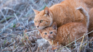 Cat kitten grass outdoors photorealistic - looking free wallpaper