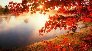 Lake tree sunset autumn leaves - a lake free wallpaper for desktop